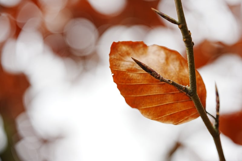 Autumn Garden