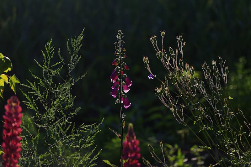 Summer Garden